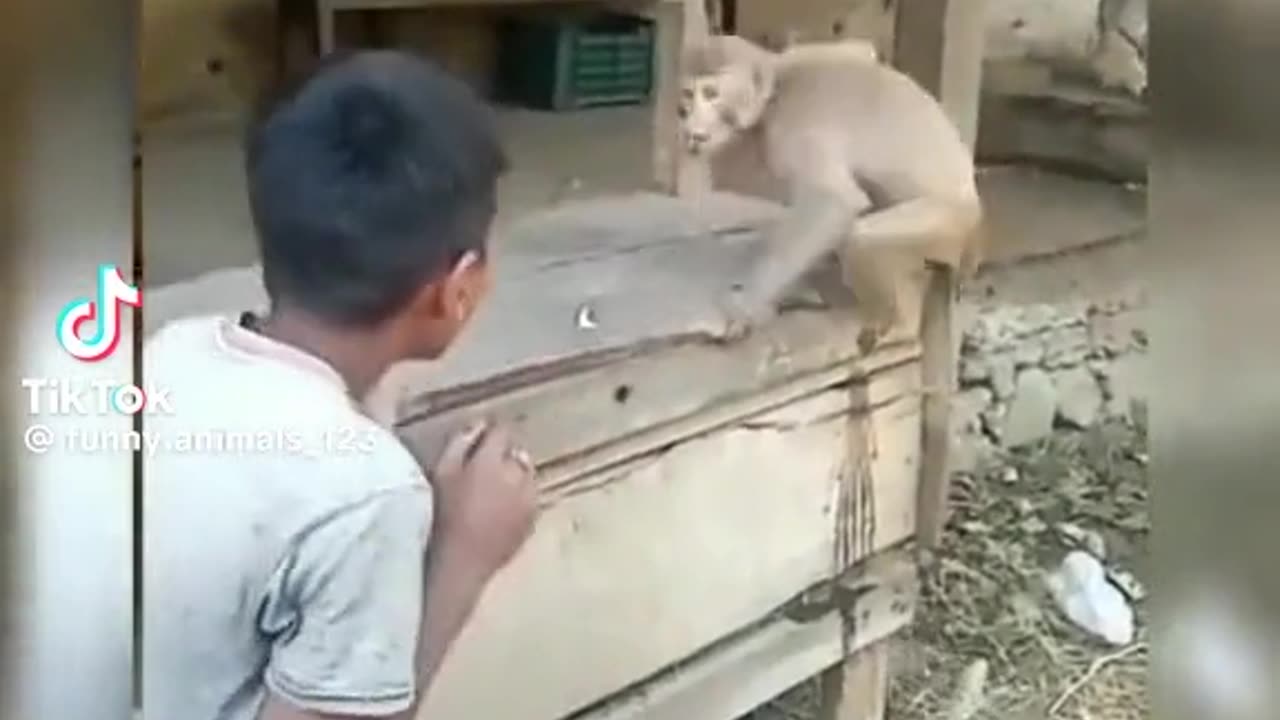Monkey