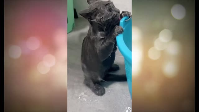 The cute cat is bathing