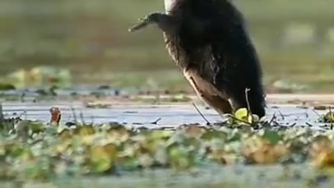 Bathing Time #shorts #viral #shortsvideo #video