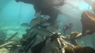 Freedive to the Wreck of the Sea Fern