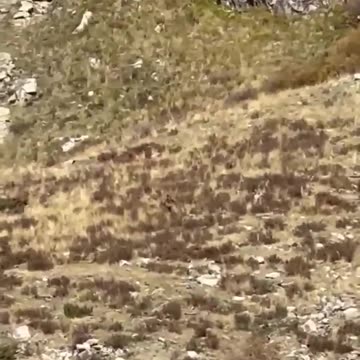 A Couple In Colorado Shared Video Footage Of The Legendary 'Bigfoot'