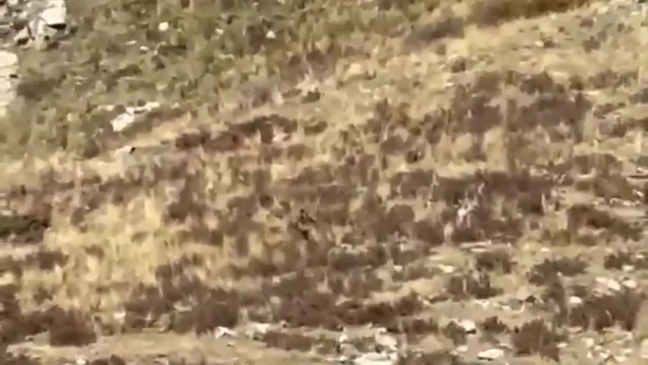 A Couple In Colorado Shared Video Footage Of The Legendary 'Bigfoot'