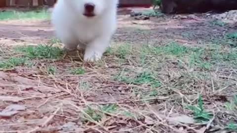 Cute puppy