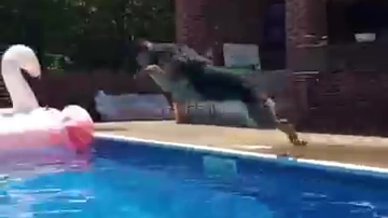 Best Funny Animal Videos 2024 - The Ultimate Showcase of Dog Skills! 🐕#shorts #funnyanimals #dog