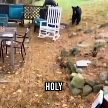 This Dog Was Almost Bear Chow!