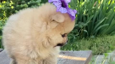 Cute Baby Dogs