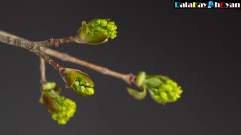 Bud of the flower blossom Time-lapse