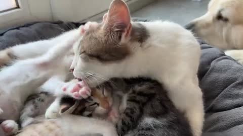 Mom Cat Loves Tiny Kittens