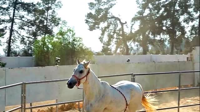 THE HORSE INTRO PART 2 - HORSE VIDEO - PETS WORLD #TIKTOK #VIRAL #SHORT