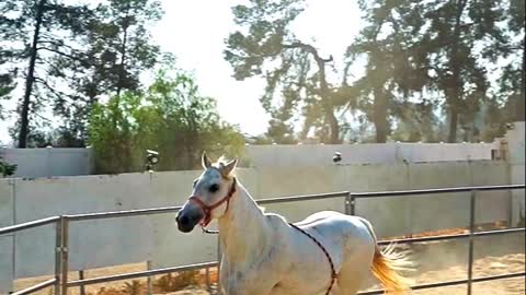 THE HORSE INTRO PART 2 - HORSE VIDEO - PETS WORLD #TIKTOK #VIRAL #SHORT