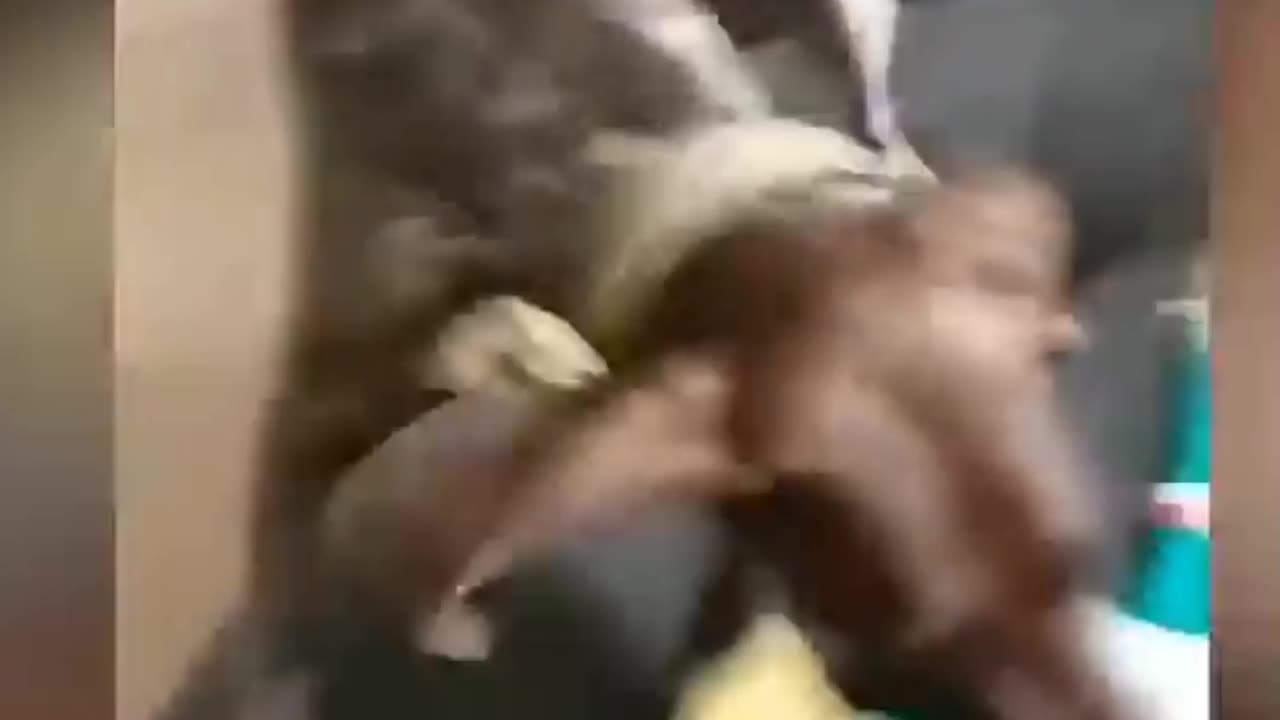 ๐Cats funny Video ๐