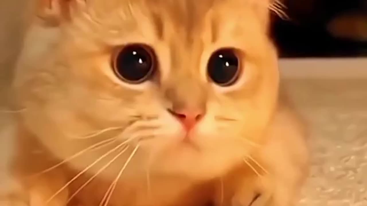 Funny animal moments compilation 😂