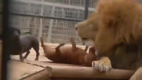 Two dachshunds ferociously attacking a lion🤣😍