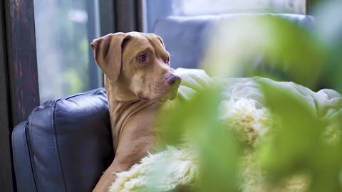 Big Dog Relaxing On A Sofa