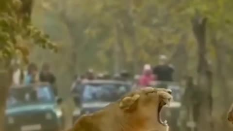 Wildlife in closer view with a natural perspective.