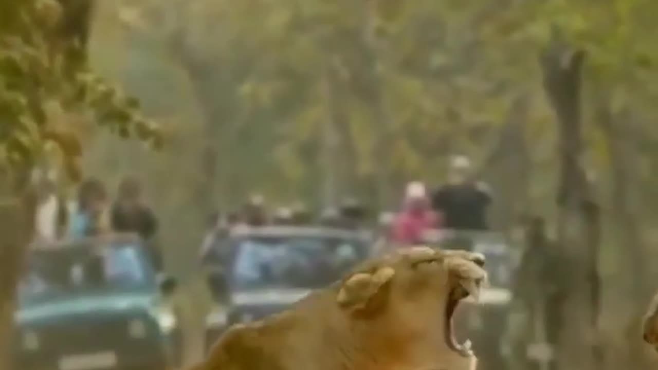 Wildlife in closer view with a natural perspective.
