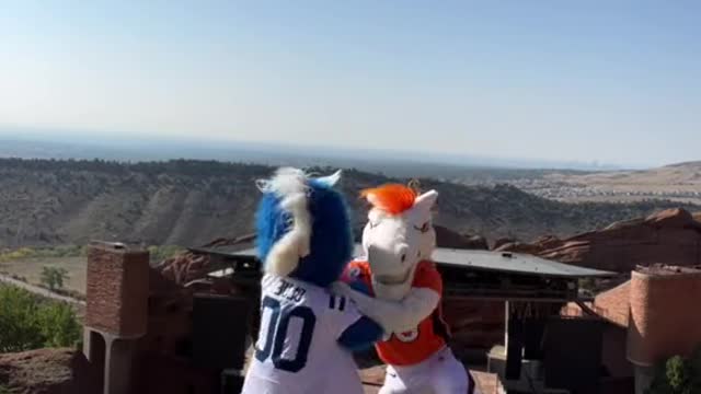 Both Little Blue Horse and Little Orange Horse are athletic athletes