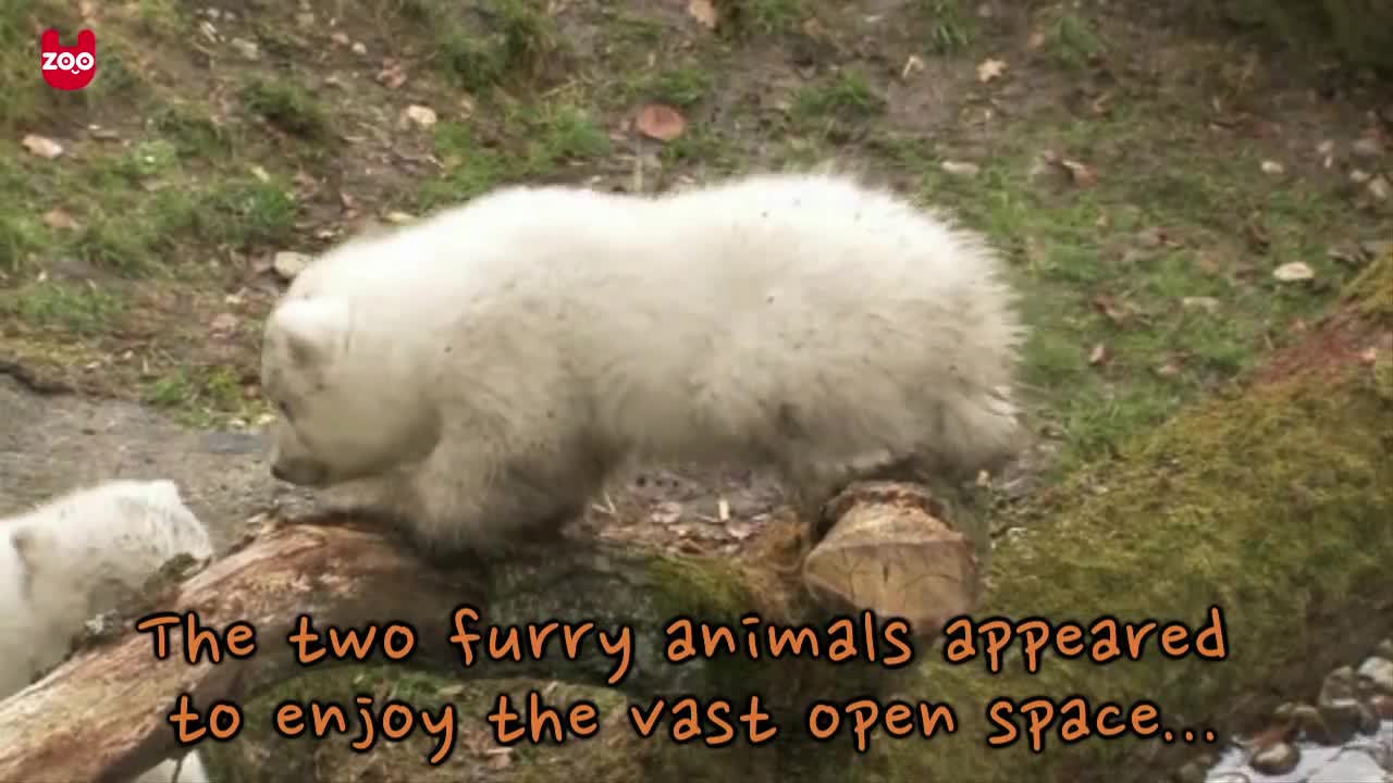 Cute Baby Polar Bear