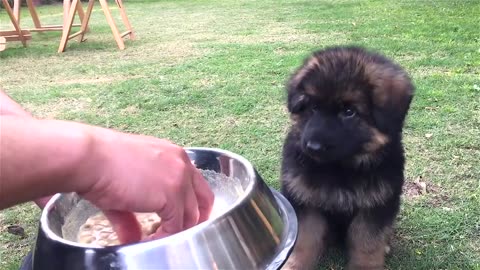 Cutest Puppy German Shepherd Eats His Way to Internet Fame