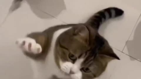 The cat is broken 😂😱
