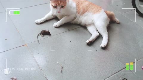 Orange Cat Playing With Mouse After Catching It 2 | Viral Cat