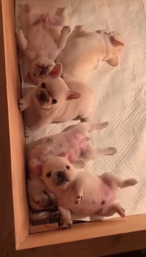 Cute cat funny comedy scenes 🤣🤣