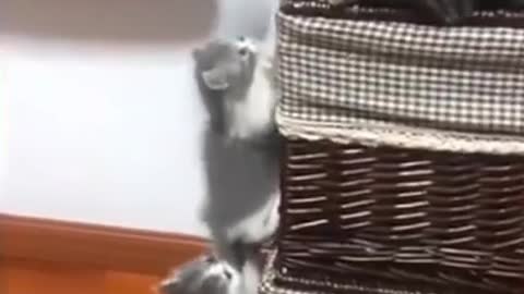 Cute pets doing funniest things 🐱🐈
