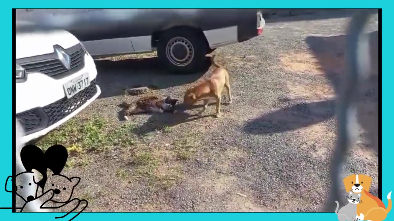 Amizade Inseparável A História Adorável de um Gato e um Cachorro