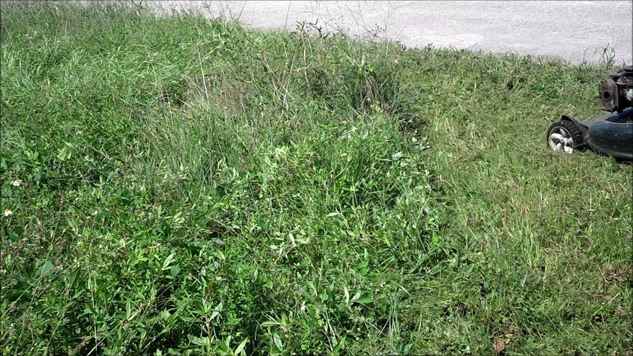 Bolens Briggs Stratton 500e mower torture test mowing overgrown south Florida lawn