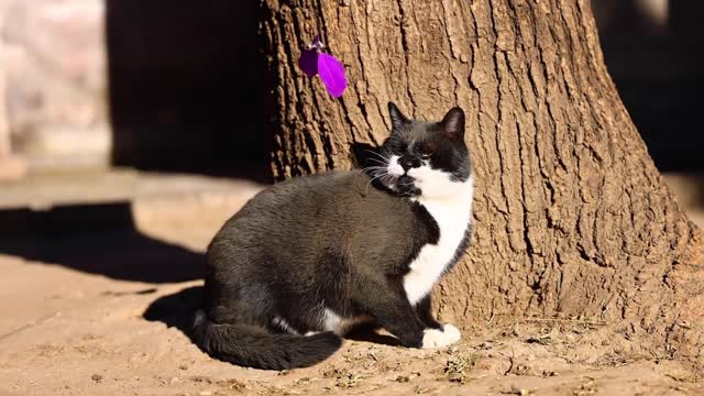 A lurking black cat