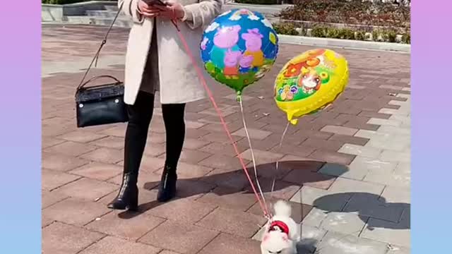 Cute and Funny Dogs Videos Compilation 2021_