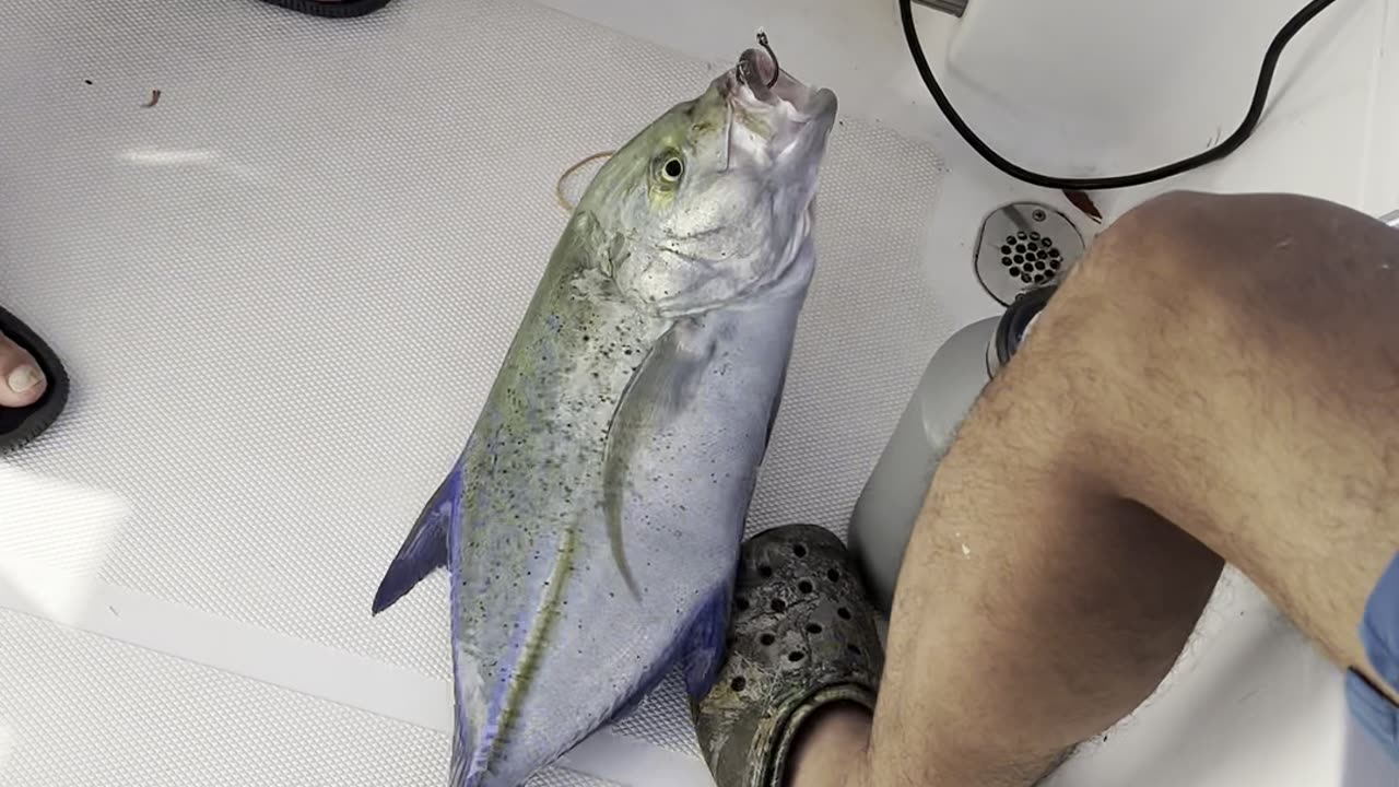 Yellowtail fish 🎣