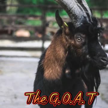 Goats Fights 3 Rhinos #thegoat #thegreatestofalltime