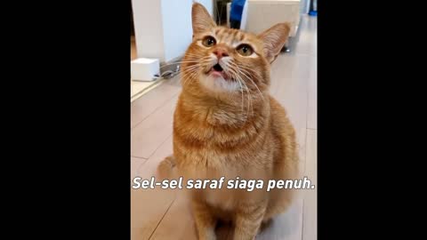 Singing cat part 1