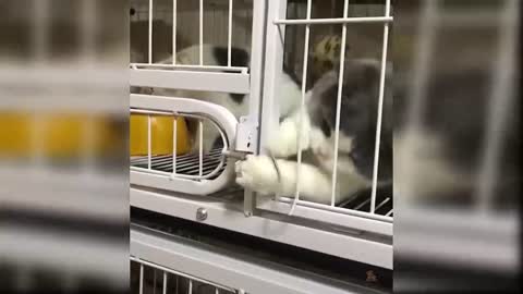 Smart cat unlock the door
