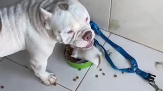 Kitten Takes Over Dog's Food Bowl