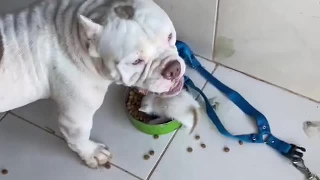 Kitten Takes Over Dog's Food Bowl