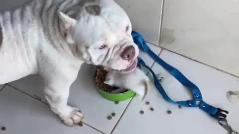 Kitten Takes Over Dog's Food Bowl