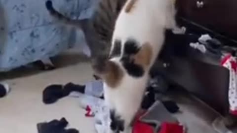 Callie and Marleigh looking for the blue socks.. 😅