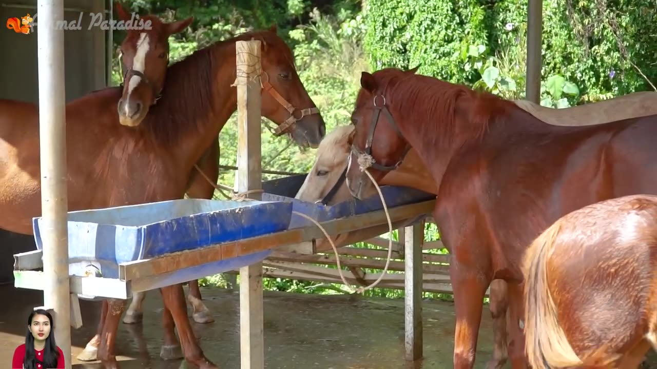 Learn Family Animals: Cat, Horse, Cow, Chicken, Duck - Farm Animals Sound