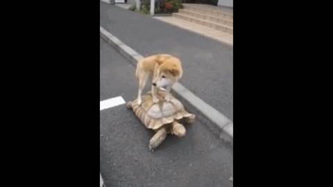 Gif video of dog hitching a ride on turtle