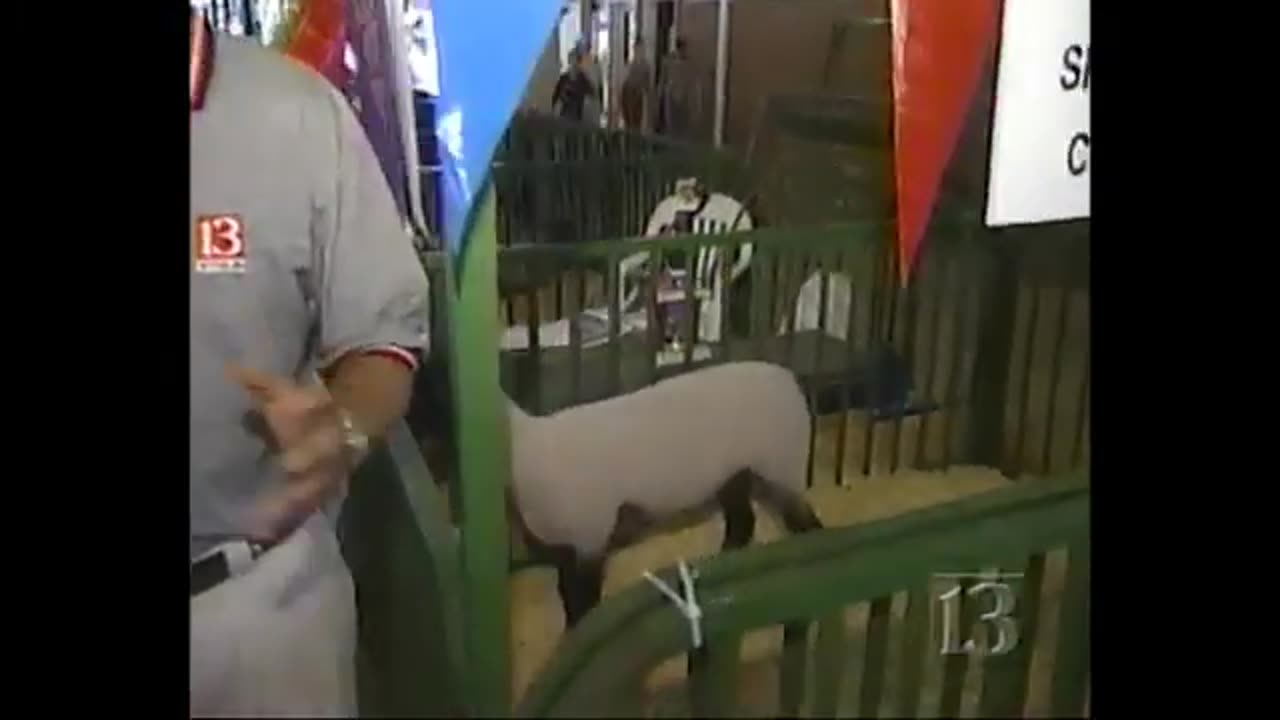 August 8, 1997 - Sheep From the Indiana State Fair