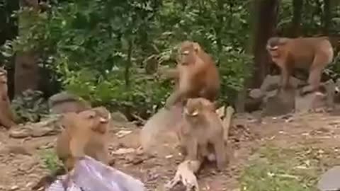 the cutest monkeys in one video 🐒😍