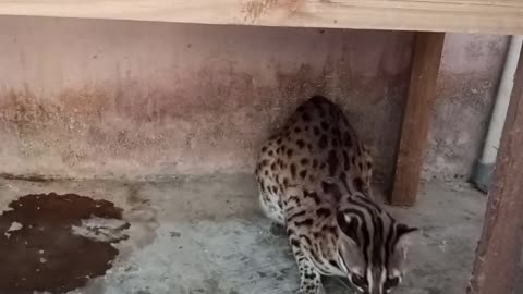Get to know the Javanese Forest Cat, a Cute Animal Protected by Law