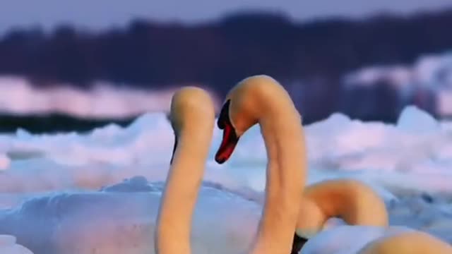 The courtship of swans
