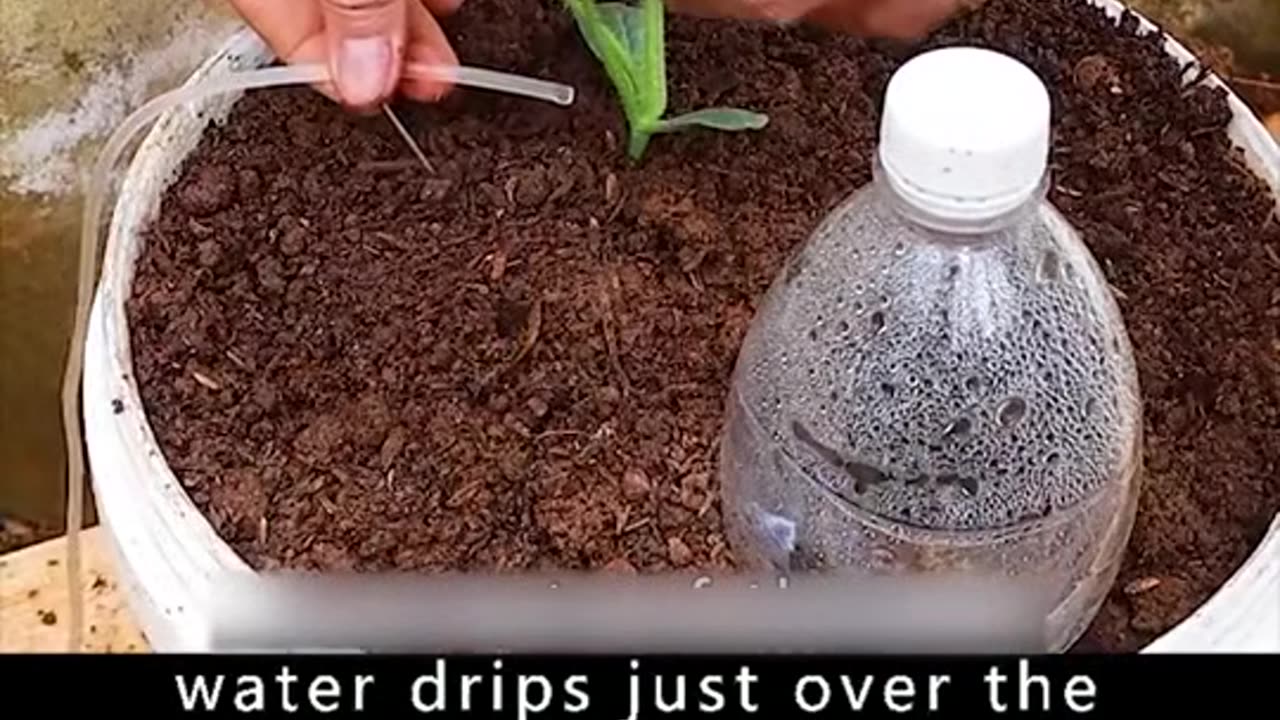 Grow watermelon at home