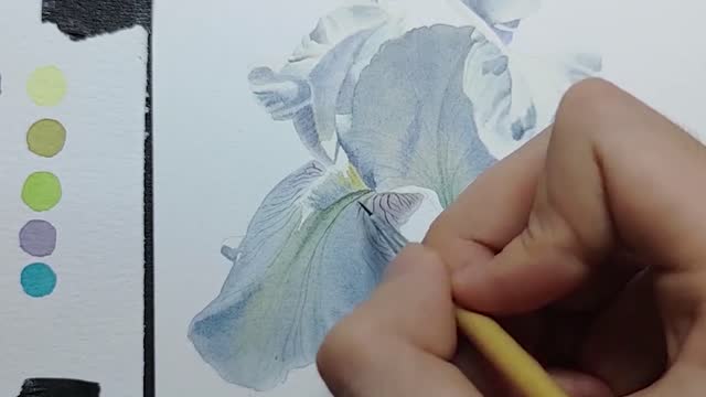 [Watercolor] White Iris in Summer Flower Story System Lesson 7