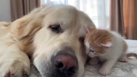 Tiny Kitten and Golden Retriever are Best Friends [Cuteness Overload]