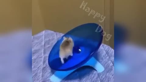 New Funny Videos 2023 😍 Cutest Cats and Dogs 🐱🐶 Part 16