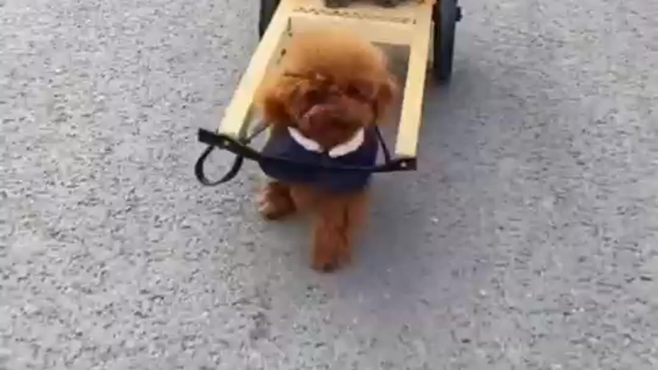 Doggie Car